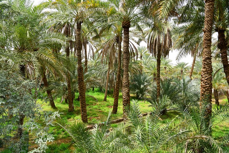 Al Ain Oasis