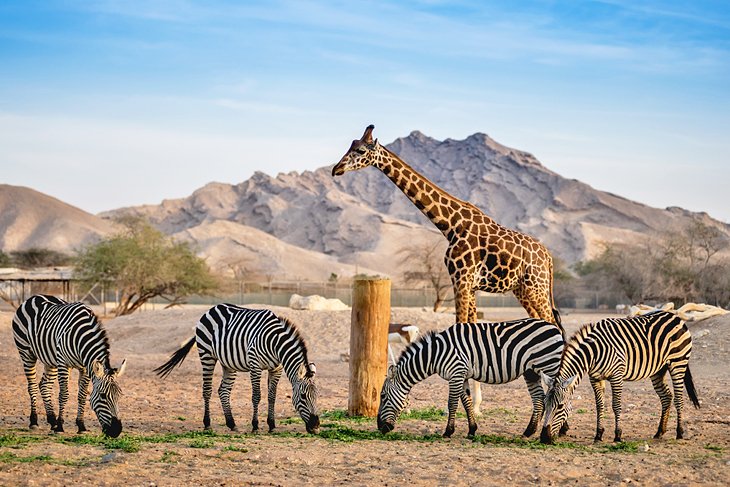 Giraffes and zebras at the Al Ain Zoo