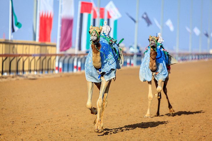 Camel racing