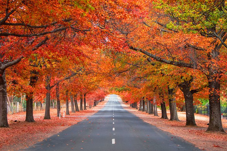 Mount Macedon fall colors