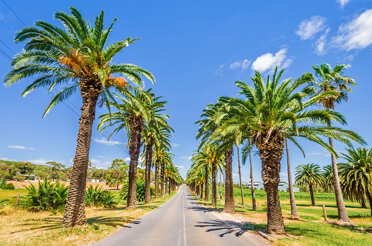 Palm lined road in the Barossa Valley