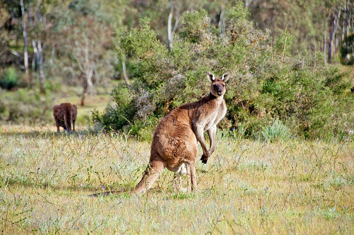 Western Grey Kangaroos at Kaiserstuhl Conservation Park