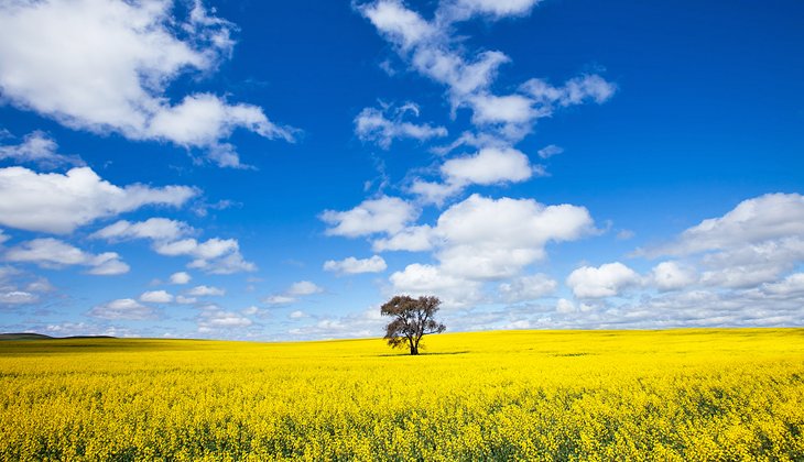 Canola fields in the Clare Valley