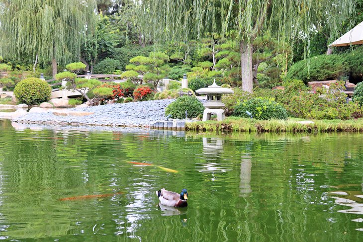 Earl Burns Miller Japanese Garden