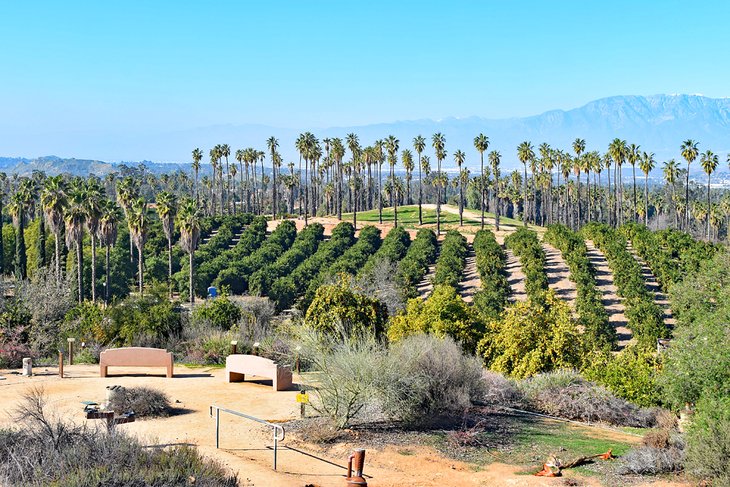 Palm trees at the California State Citrus Historic Park