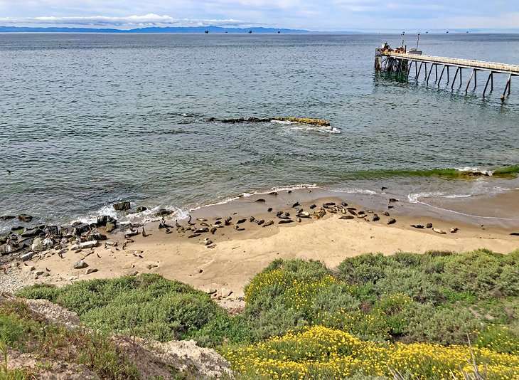 Harbor seals at the Carpinteria Seal Sanctuary