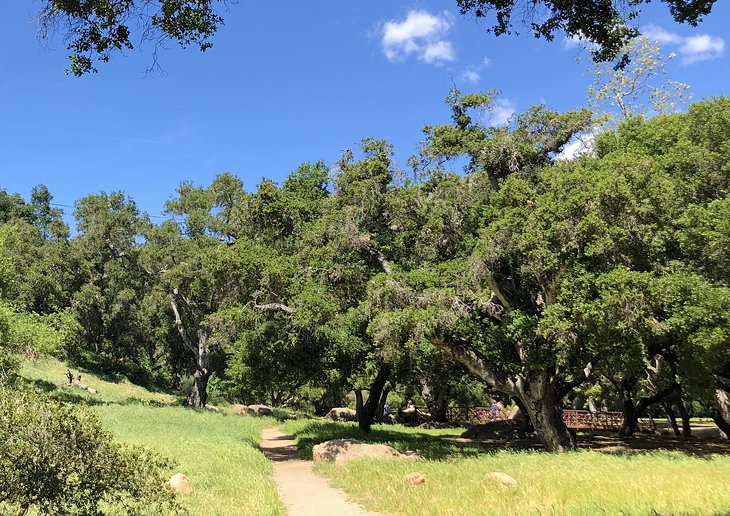 The oak-studded Stevens Park trail