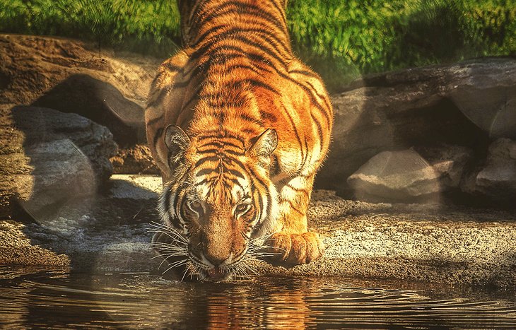 Amur tiger at the Magnetic Hill Zoo