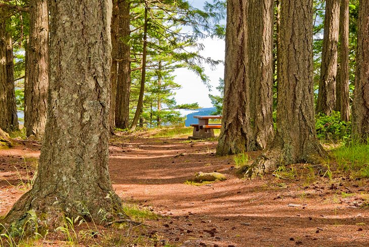 Hiking trail at Mount Maxwell