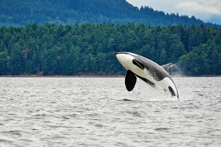 An orca breaching