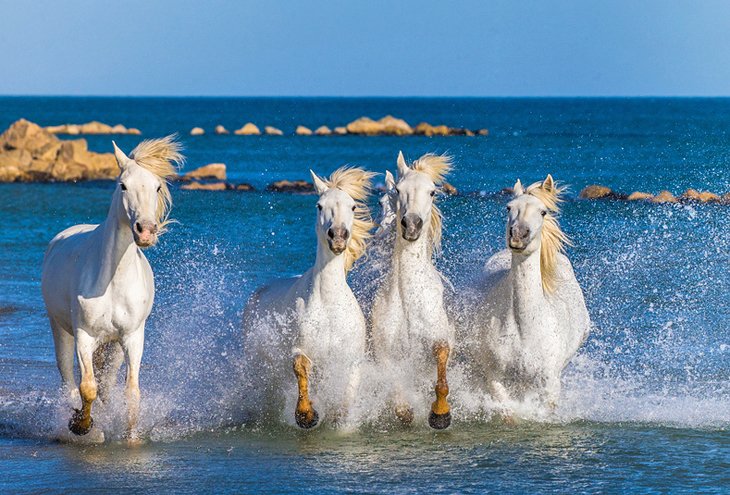 Wild horses in the Camargue