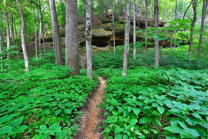 Turkey Run State Park