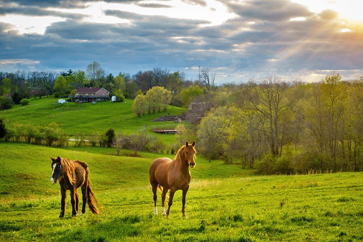 Chevaux dans la région de Bluegrass du Kentucky
