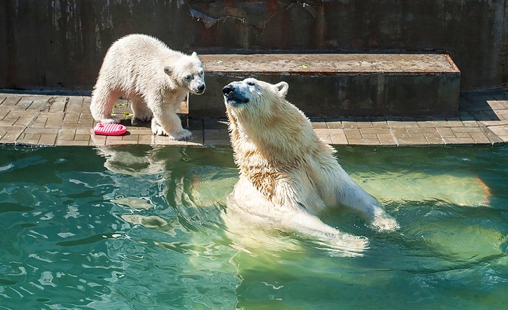 A polar bear family at the Columbus Zoo