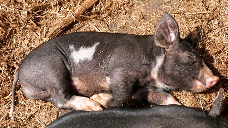 A piglet at the Slate Run Living Historical Farm