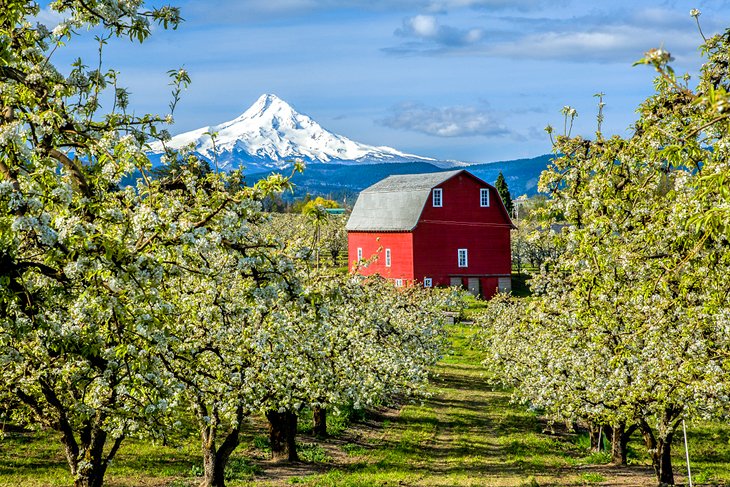 Hood River Valley with Mt. Hood in the background