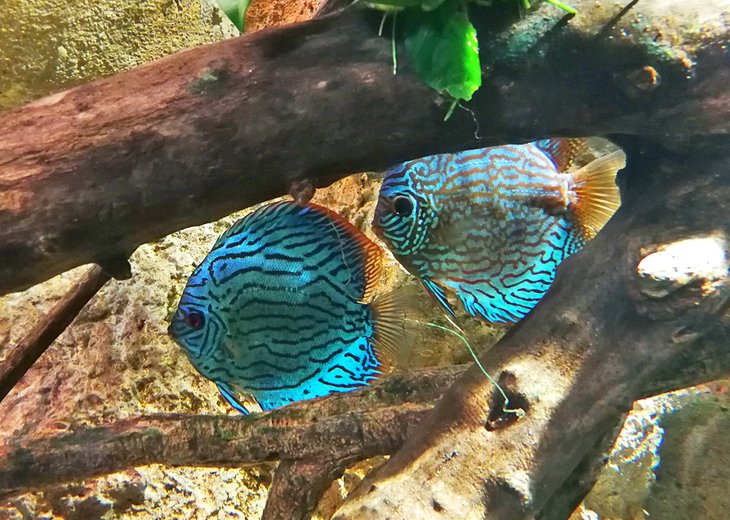 Acuario Fluvial (River Aquarium of Zaragoza)