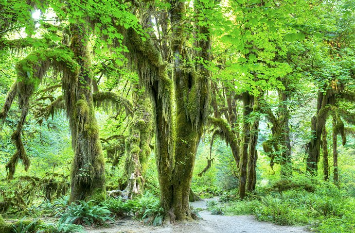 Hall of Mosses trail, Hoh Rainforest