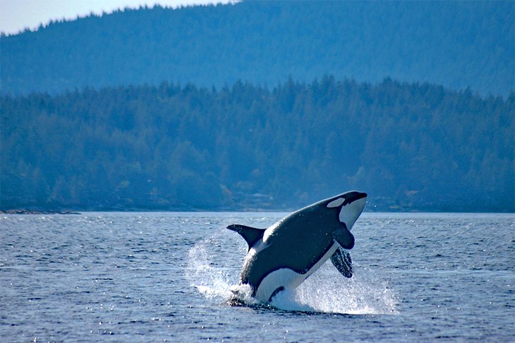 Orca off San Juan Island