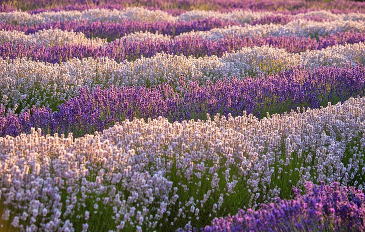 Lavender rows in Sequim