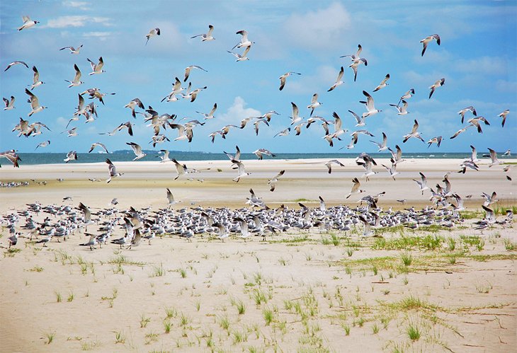 A flock of gulls on Dauphin Island