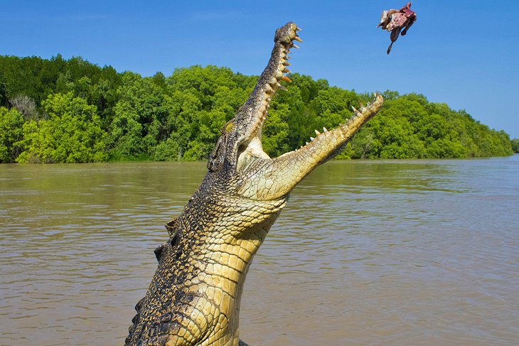 A jumping crocodile on the Adelaide River