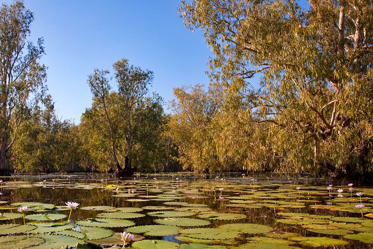 Blooming lotus flowers in the Mary River Wetlands