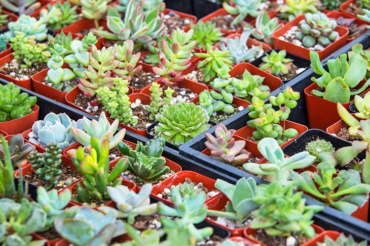 Plants for sale at the Irvine Farmers Market