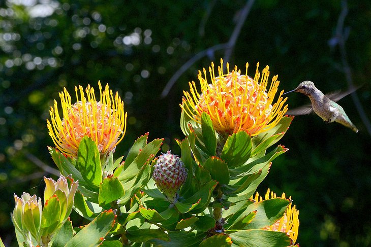 Hummingbird at University of California Irvine Arboretum