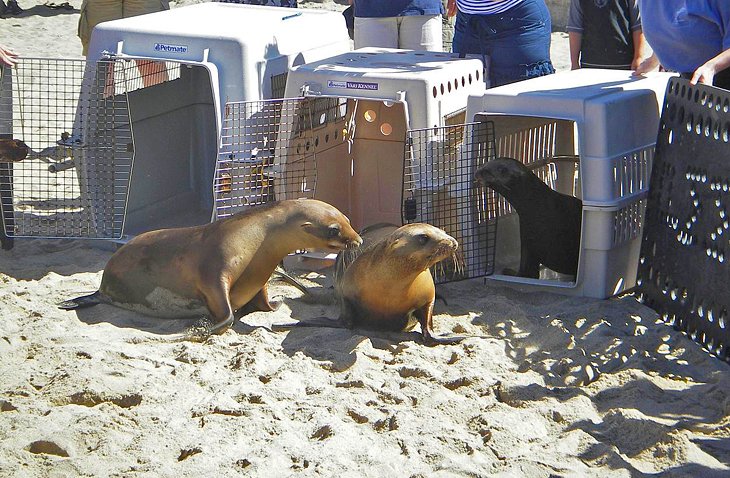 Sea lion release in Laguna Beach