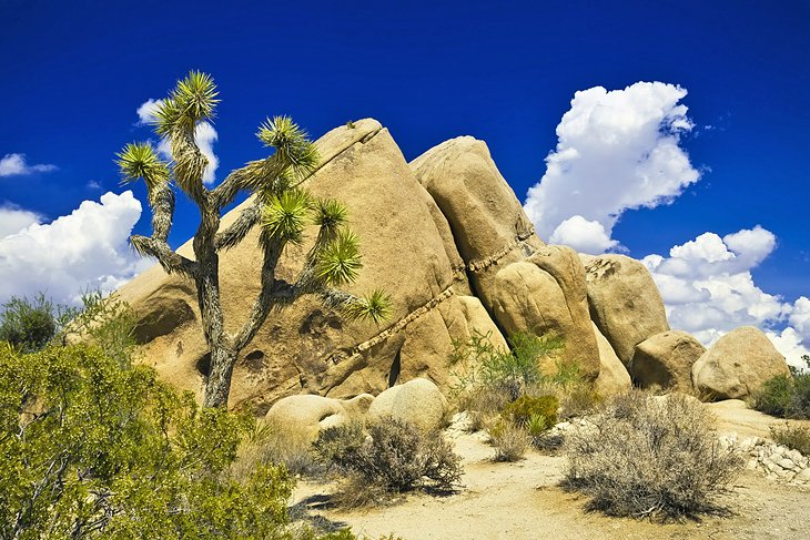 Joshua Tree National Park