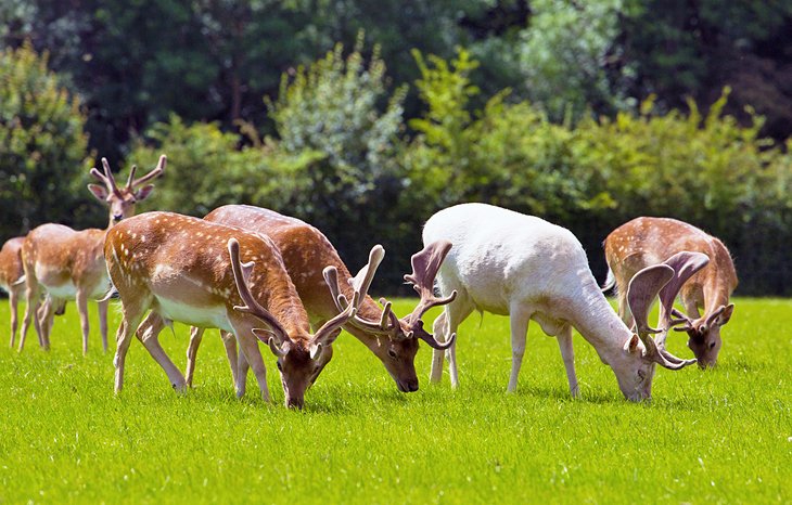 Wild red deer near Lyndhurst