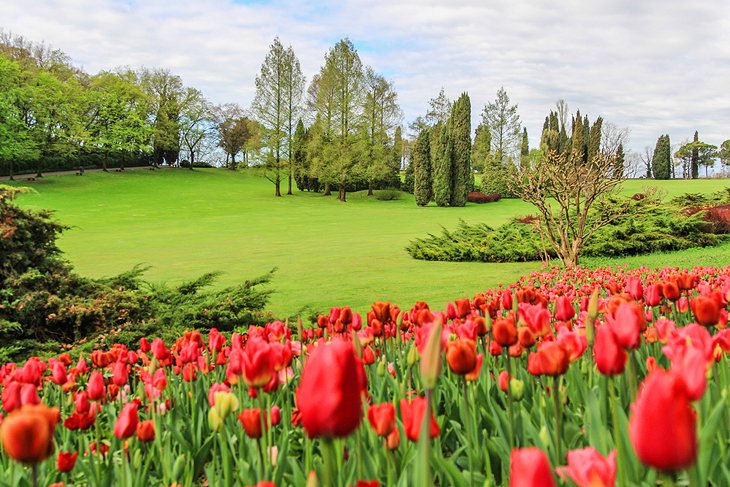 Tulips in bloom at Parco Giardino Sigurtà
