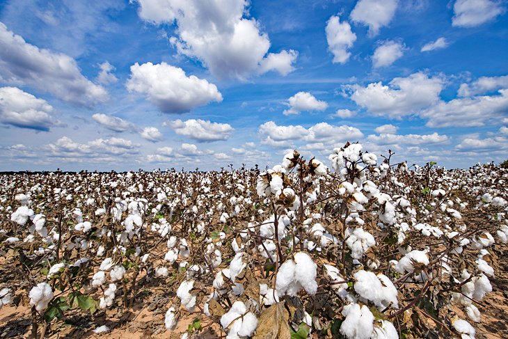 Cotton field in Alexandria, Louisiana