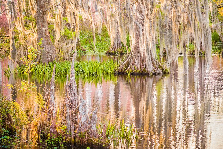 Cypress swamp in Lafayette