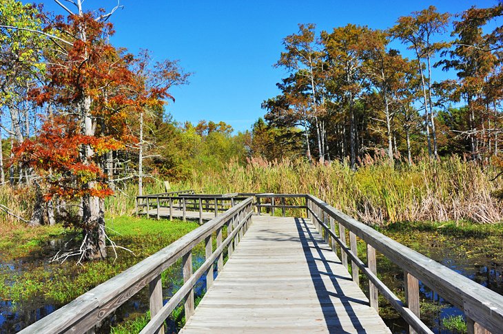 Wooden boardwalk in the Black Bayou Lake National Wildlife Refuge