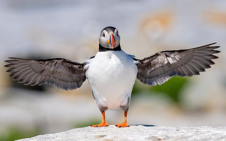 Puffin viewing in Acadia National Park