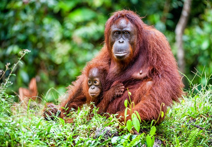 Borneo Orangutans