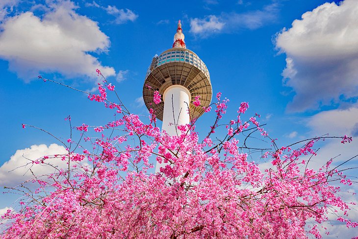 Cherry blossoms in front of N Seoul Tower