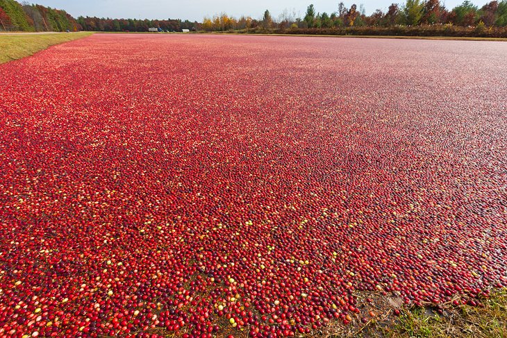 Wisconsin cranberries