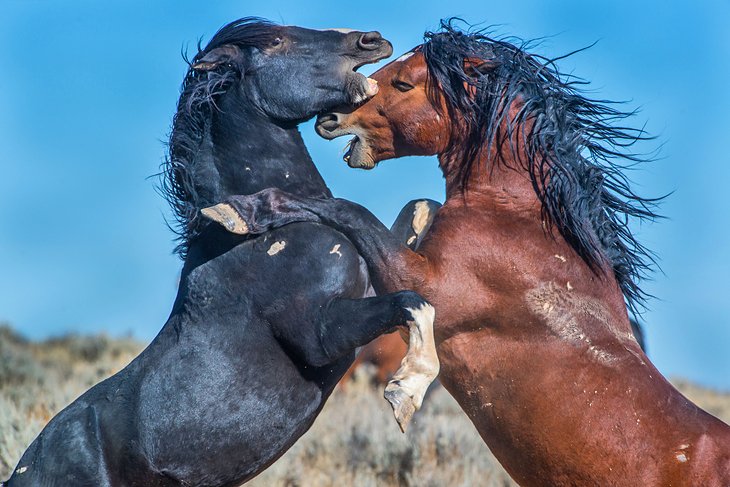 McCullough Peaks mustangs