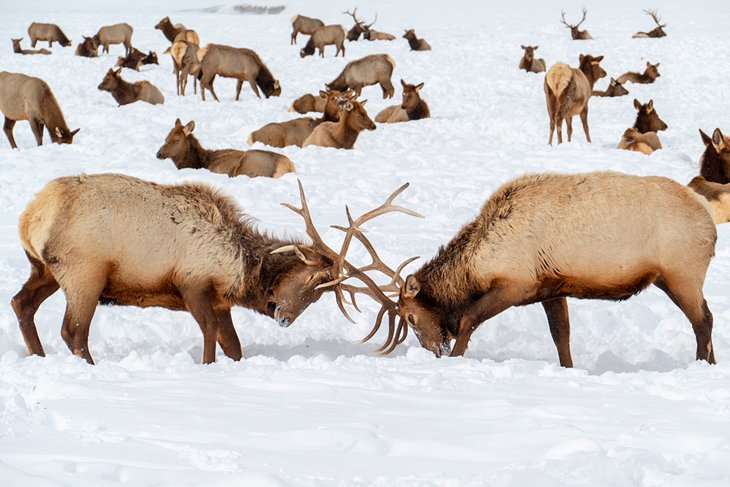 Elk battling for dominance at the National Elk Refuge