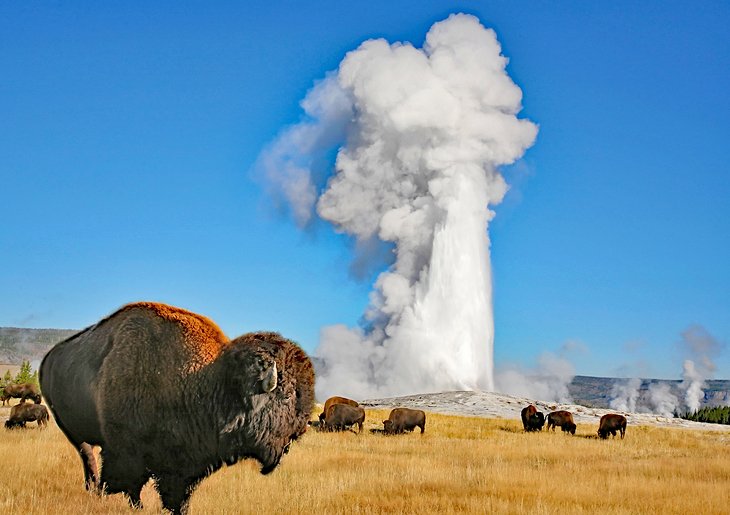 Old Faithful, Yellowstone National Park