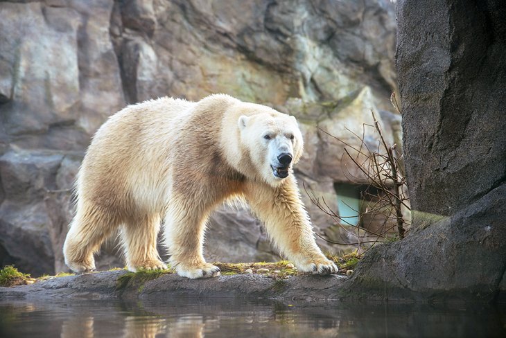 A polar bear at the Schönbrunn Zoo