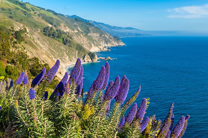 Blooms along the Big Sur coast