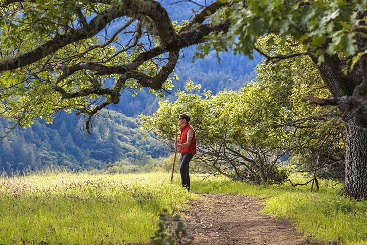 Hiking trail in Sonoma County