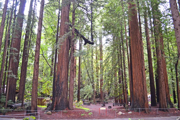 Campground in the redwoods of Pfeiffer Big Sur State Park