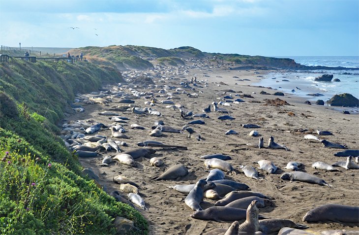 San Simeon State Park elephant seal rookery