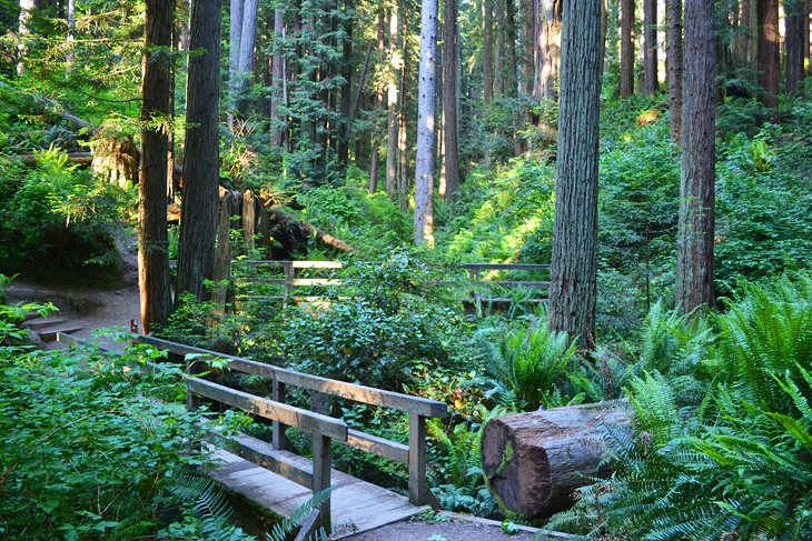 Arcata Community Forest