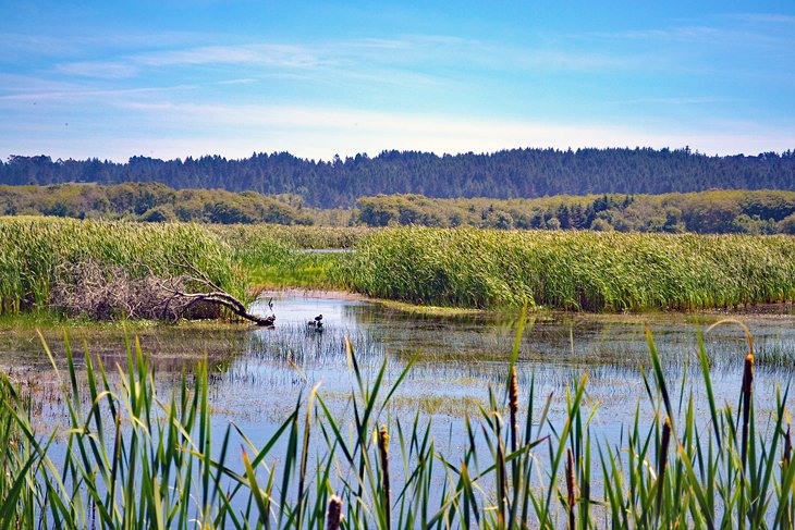 Shorebird Loop Trail, Humboldt Bay National Wildlife Refuge